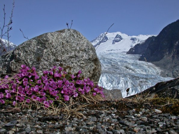 purple mountain saxifrage, Juneau
