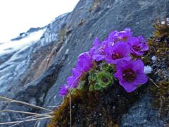 purple mountain saxifrage on April 10 at Nugget Falls