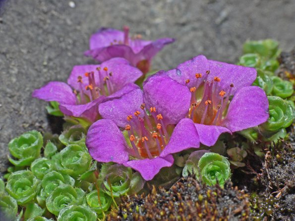 Purple Mountain Saxifrage, up close, Juneau