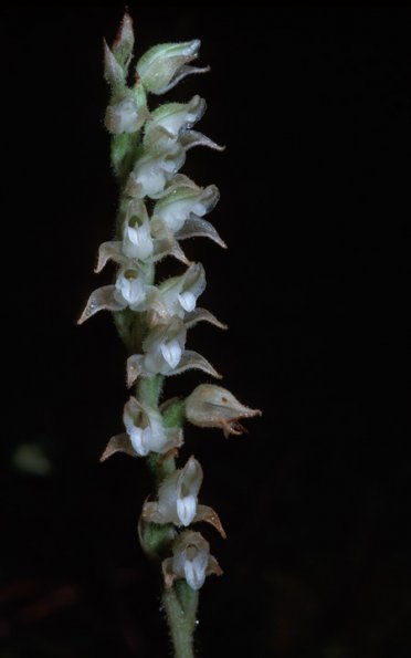 Rattlesnake plantain orchid