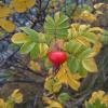 rose hip large