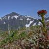 roseroot on juneau ridge