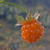salmon berry