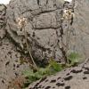 saxifrage on Mt Gastineau
