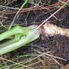 Seacoast Angelica taproot, Angelica lucida