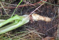 Seacoast Angelica taproot, Angelica lucida
