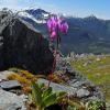 shooting star mt roberts trail