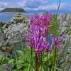 shooting stars on island near Juneau