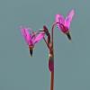 shooting stars with march fly
