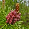 shore pine male cones