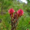 shore pine with pink tufts