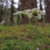 Single Delight (Pyrola unifora)