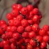 Sitka mountain -ash berries