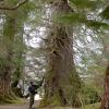 sitka-spruce-at-ward-lake-in-ketchikan