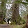 Sitka Spruce at Ward Lake in Ketchikan