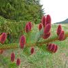 Sitka spruce cones female