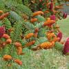 Sitka spruce cones male and female