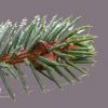 Sitka Spruce needles