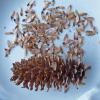 Sitka spruce seeds and cone