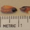 Sitka spruce seeds