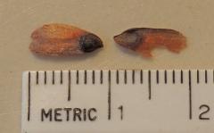Sitka spruce seeds