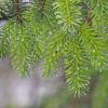 Sitka spruce with rain drops