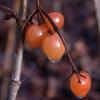 soap berry, Haines