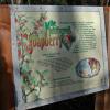 soap berry sign Haines