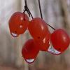 soap berry with water droplets, Haines