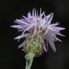 Spotted Knapweed