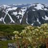 spotted saxifrage and mountains