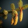 Spruce Cones female