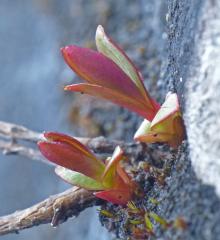 tiny plant 1 at Nugget Falls on April 10