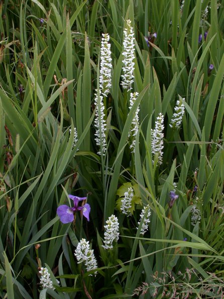 White bog orchids