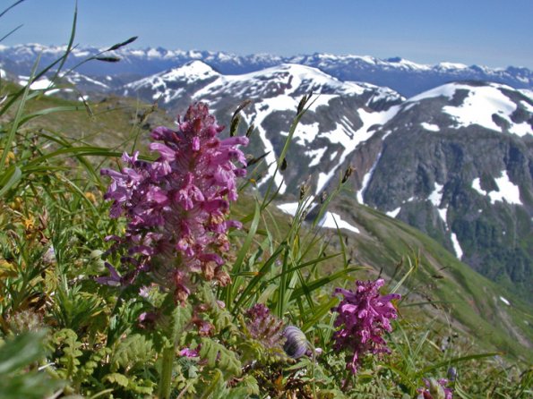 Whorled Lousewort (Pendicularis verticillata), Juneau