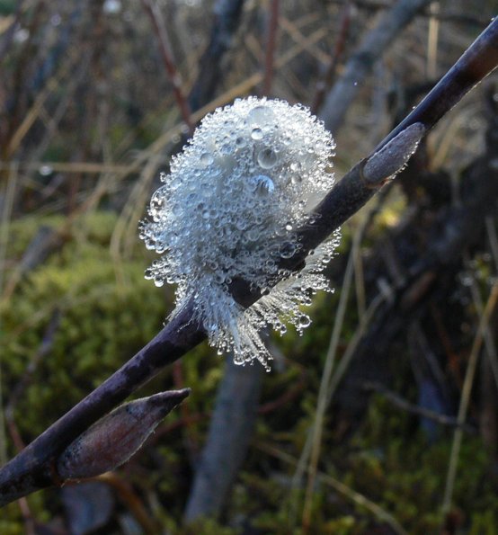 Willow Catkin with water droplets, Juneau
