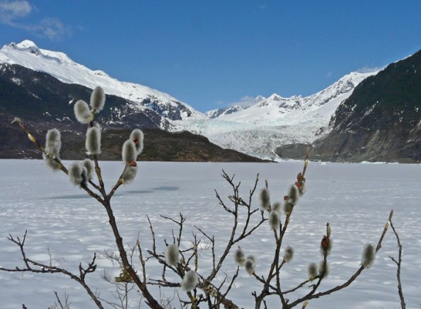 willow catkins and Mendenhall Glacier, March 29, 2008