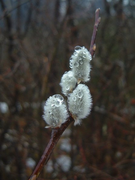 willow catkins with rain
