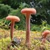 Fungi