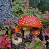 amanita and fall color