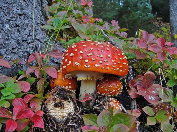 amanita and fall color