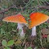 amanita mushroom, Boy Scout Camp, October