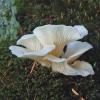 angel wings 2