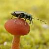beetle on mushroom