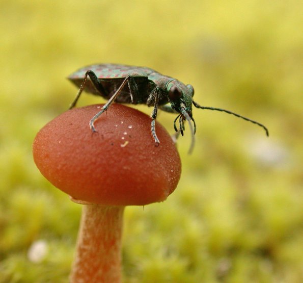 beetle on mushroom