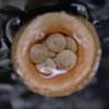 bird's nest fungi