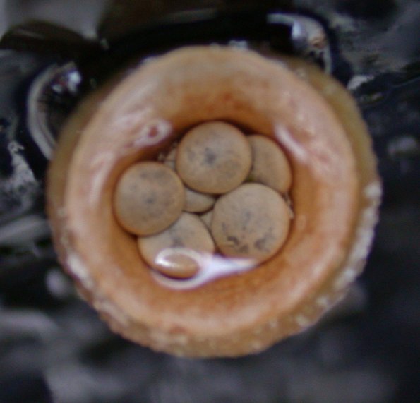 bird's nest fungi