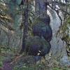 burl 2 along montana creek