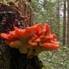 chicken of the woods on stump