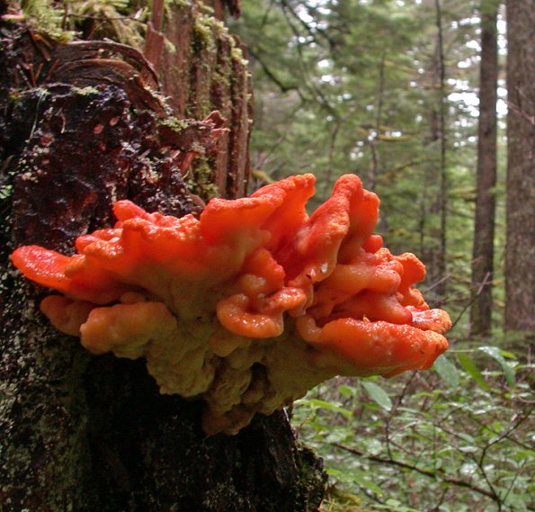 chicken of the woods on stump